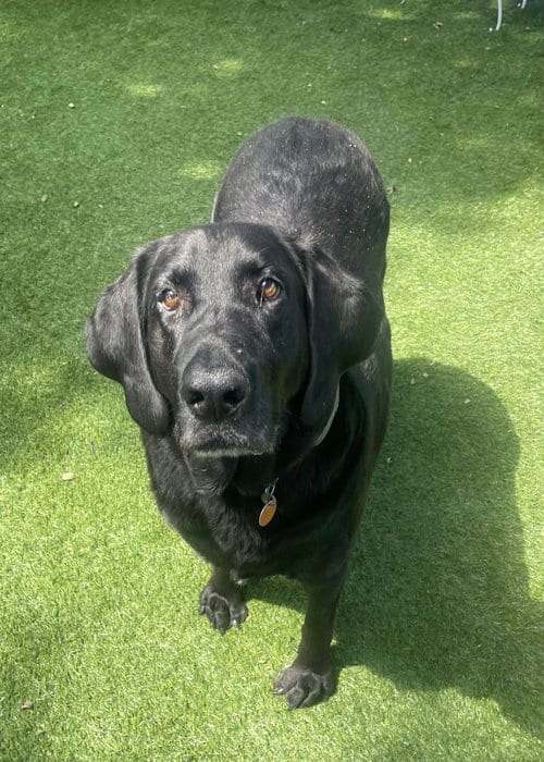 Photo of Benni, adoptable Labrador Retriever in Fort Worth, Texas
