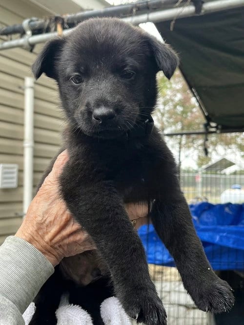 Photo of Cody, adoptable Labrador Retriever in Willingboro, New Jersey