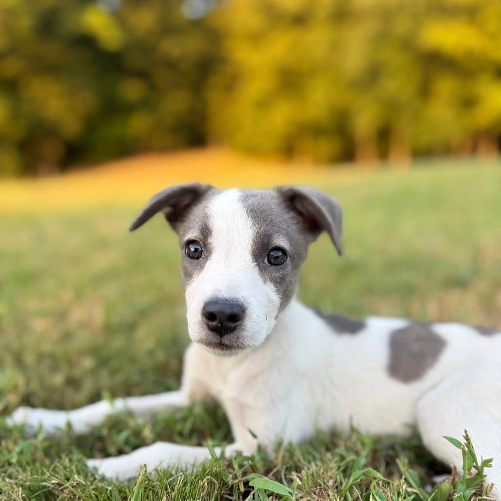 Photo of Taylor Snifft, adoptable Mixed Breed (Medium) in Whitestone, New York