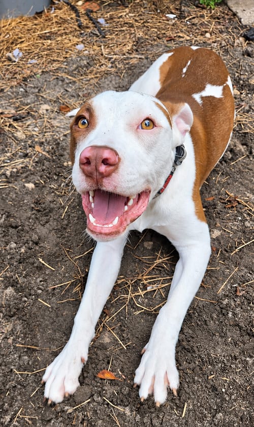 Photo of Star, adoptable Terrier in St. Augustine, Florida