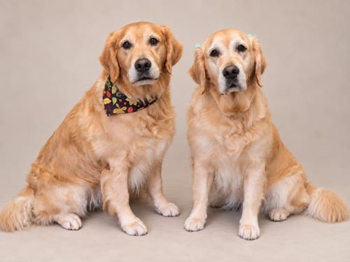 Photo of Traveler, adoptable Golden Retriever in MIDWAY, Utah