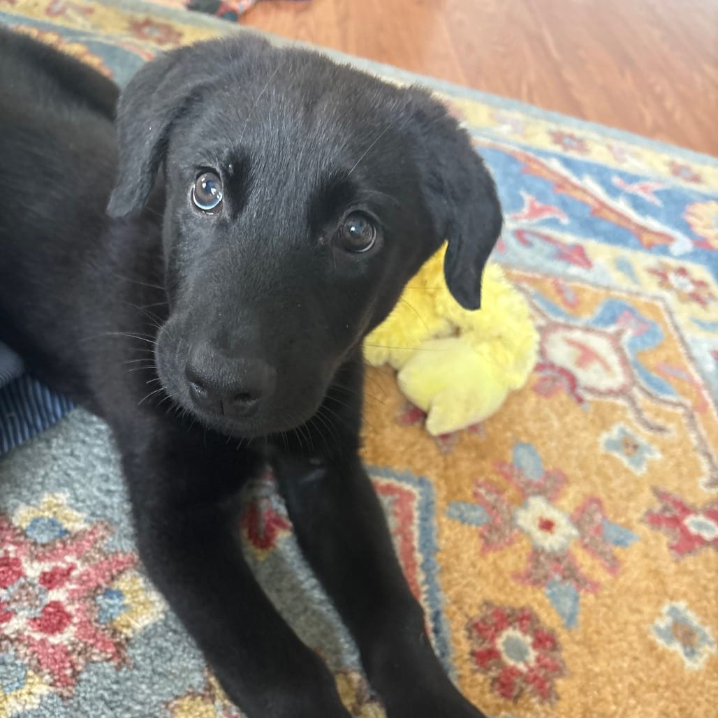 Photo of Sadie, adoptable Retriever, Labrador in Raleigh area, North Carolina
