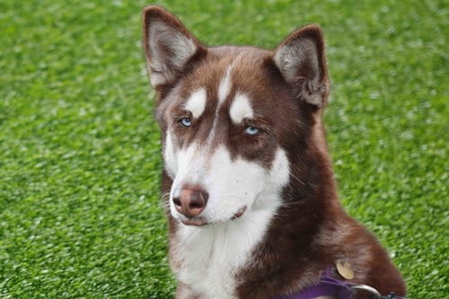 Photo of Coco, adoptable Siberian Husky in Walnut Creek, California
