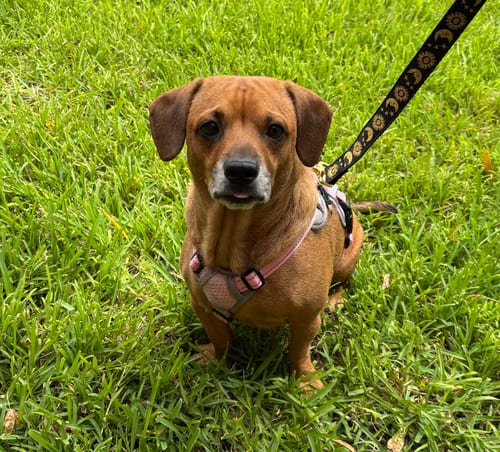 Photo of Maple, adoptable Dachshund in Weston, Florida