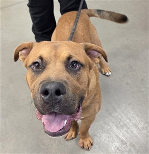 Photo of Buddy, adoptable American Pit Bull Terrier in Phoenix, Arizona
