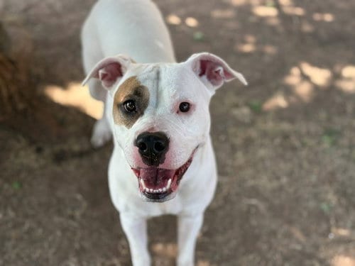 Photo of Sassy, adoptable Pit Bull Terrier in Tulsa, Oklahoma