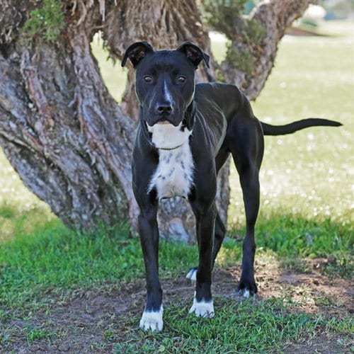 Photo of Rex, adoptable American Pit Bull Terrier in Albuquerque, New Mexico