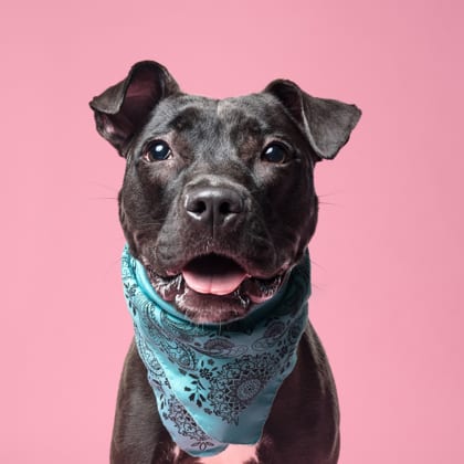 Photo of Tuxie, adoptable dog in Atlanta, Georgia
