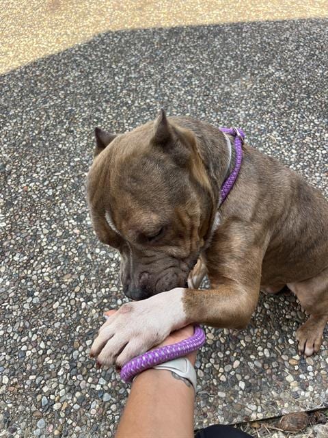 Photo of Kyng, adoptable American Staffordshire Terrier in Houston, Texas