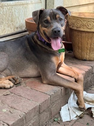 Photo of Moose, adoptable dog in Atlanta, Georgia