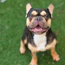 Photo of Maui JuM, adoptable French Bulldog in Everett, Washington