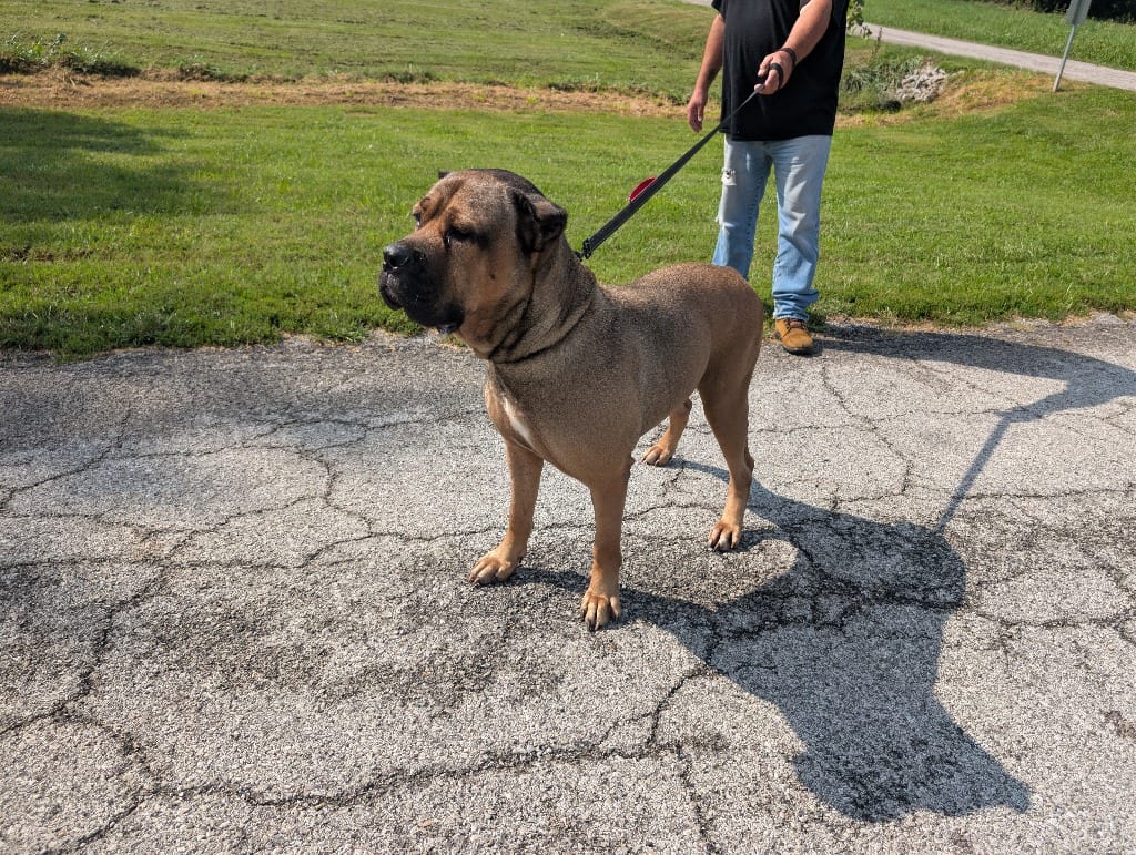 Photo of Betty, adoptable Bullmastiff in Maysville, Kentucky
