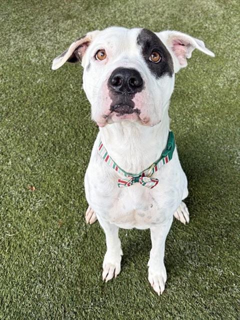 Photo of Max, adoptable American Bulldog in Miami, Florida