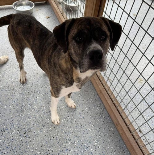Photo of Bella, adoptable Anatolian Shepherd in Leavenworth, Kansas