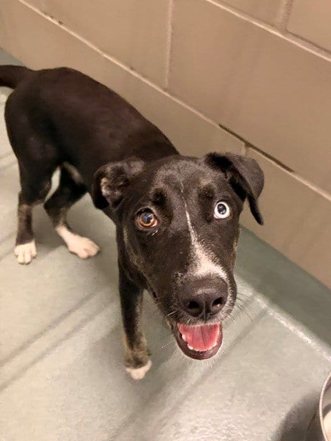 Photo of Pearl, adoptable Labrador Retriever in Baytown, Texas