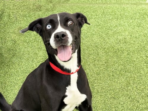 Photo of Storm, adoptable Labrador Retriever in Ft Lauderdale, Florida