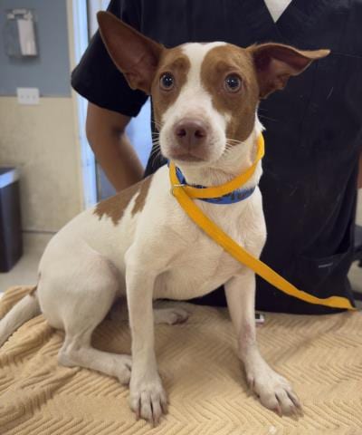 Photo of Peach, adoptable Terrier in Riverside, California