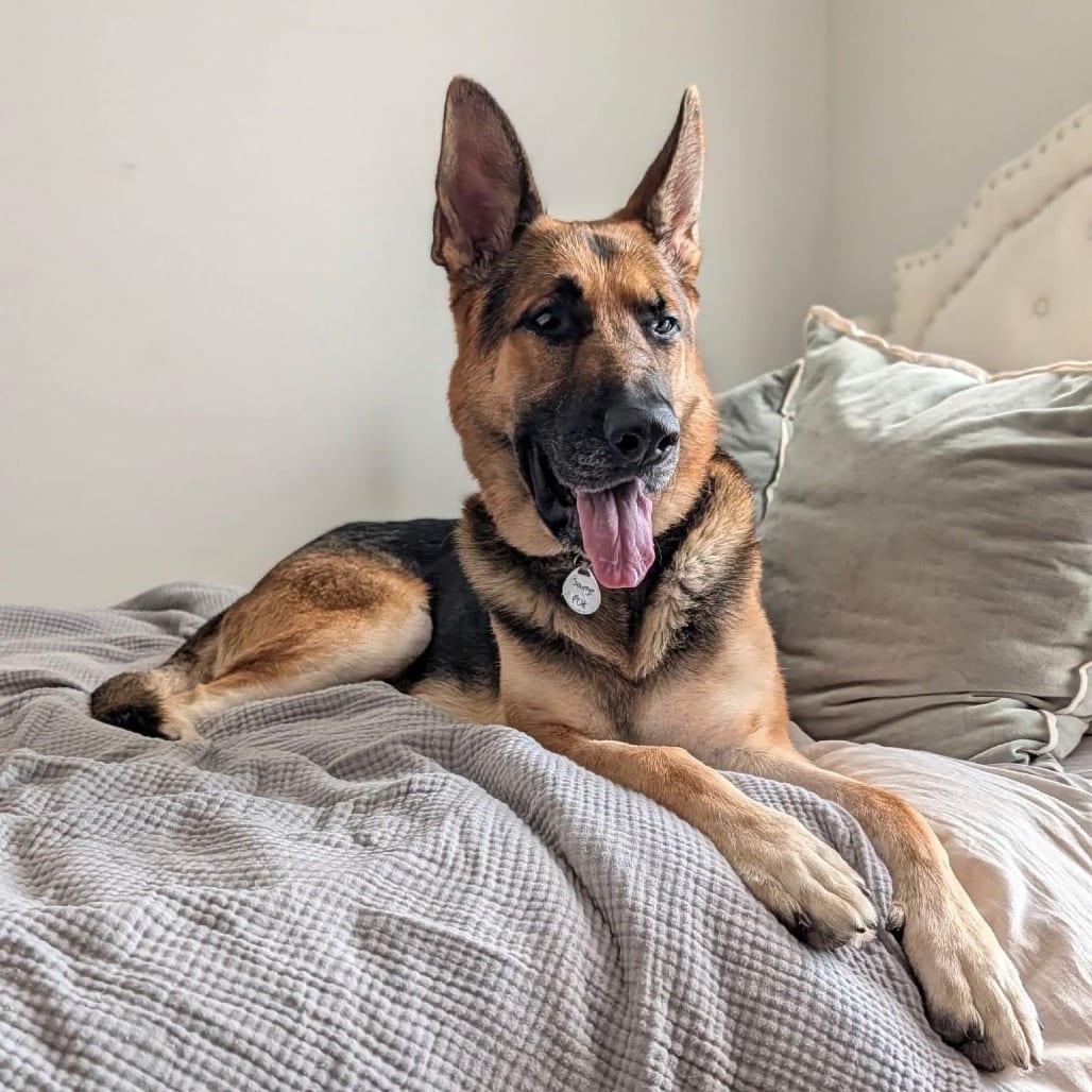 Photo of Sarge, adoptable Shepherd, German in Normal, Illinois