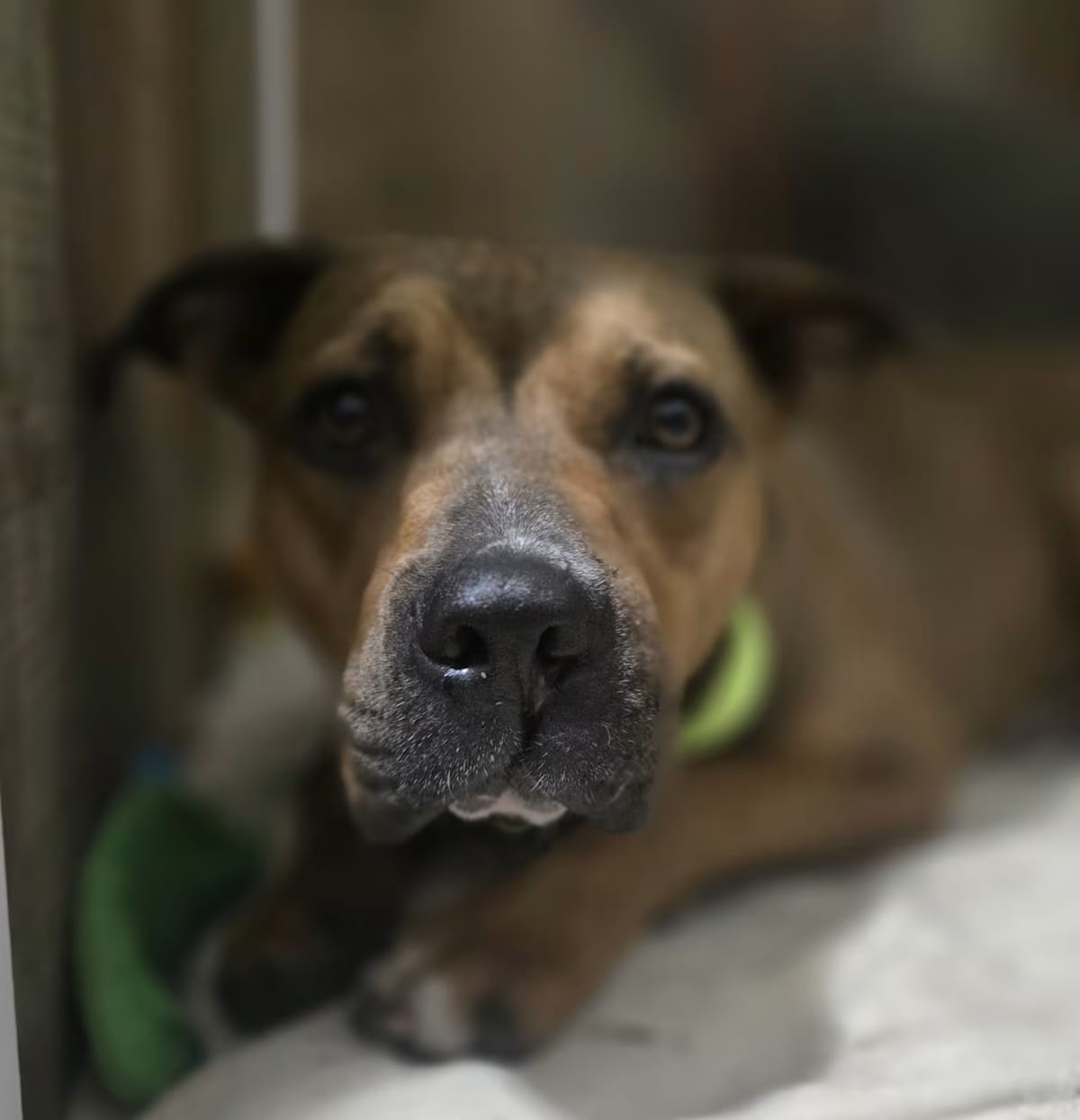 Photo of Pretzel, adoptable Black Mouth Cur in Palm Bay, Florida
