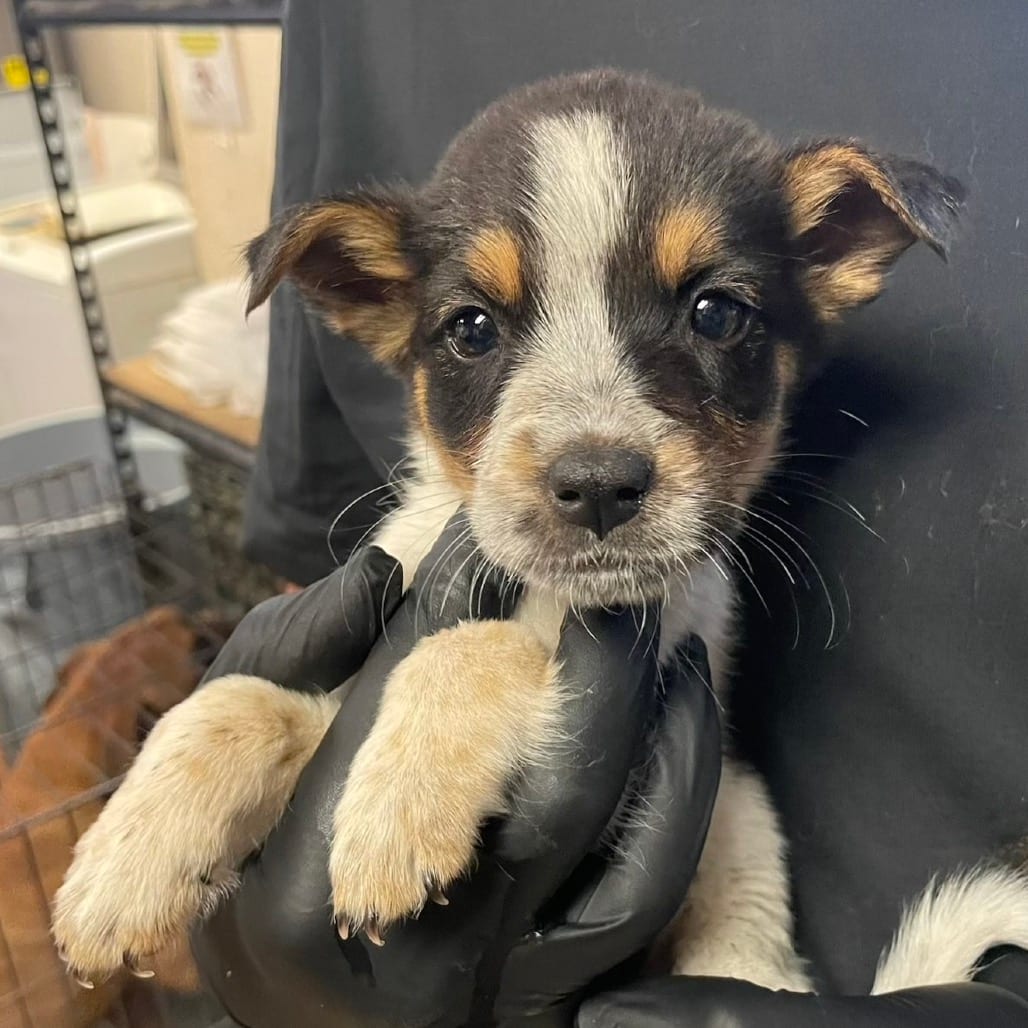 Photo of Pigwidgeon, adoptable American Blue Heeler / Mix in Kanab, Utah
