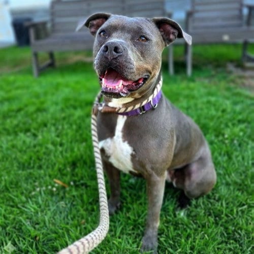 Photo of Tallulah, adoptable Pit Bull Terrier in Long Beach, California
