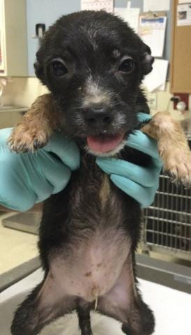 Photo of Lucky, adoptable Terrier in Riverside, California