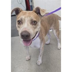 Photo of Cheetah, adoptable American Pit Bull Terrier in San Bernardino, California