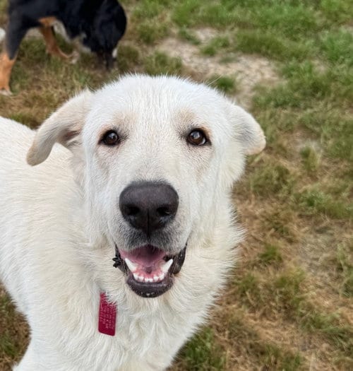 Photo of Olaf, adoptable Great Pyrenees in Spring, Texas
