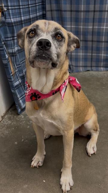 Photo of Bricia, adoptable Anatolian Shepherd mix in Rosenberg, Texas