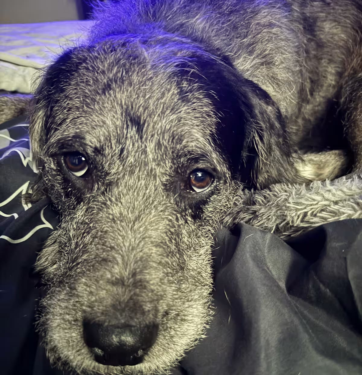 Photo of Bruce, adoptable Irish Wolfhound in Baton Rouge, Louisiana
