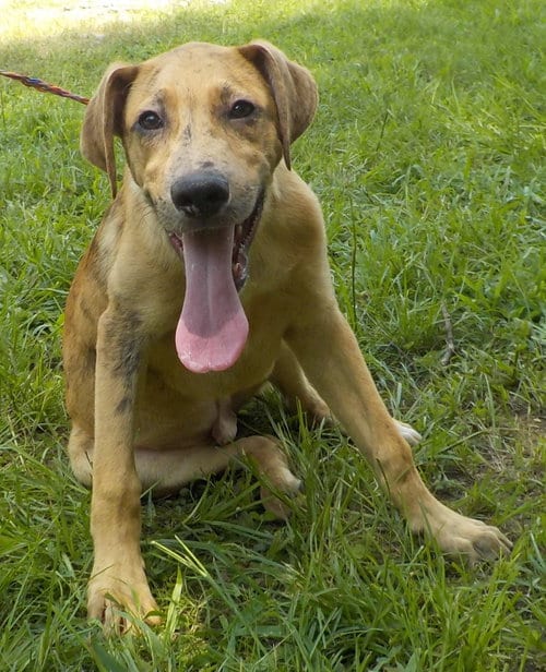 Photo of Buzz, adoptable Australian Cattle Dog/Blue Heeler in Wetumpka, Alabama