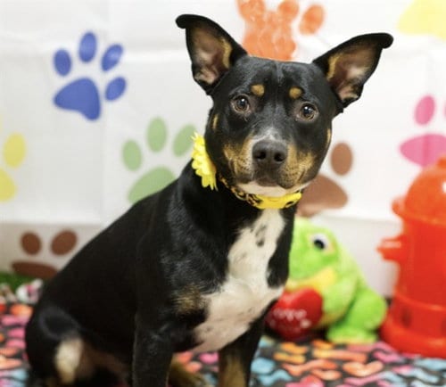 Photo of Odie, adoptable American Pit Bull Terrier in Placerville, California