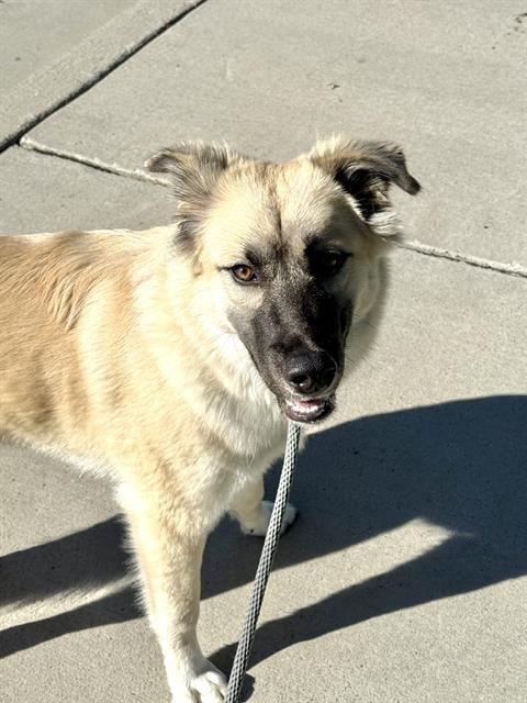 Photo of Psalm, adoptable Anatolian Shepherd in West Valley, Utah