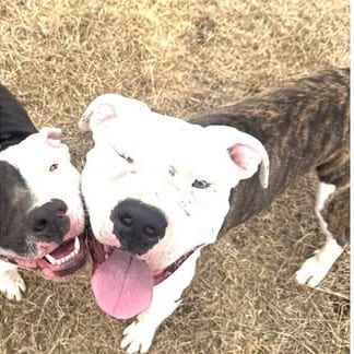 Photo of Apollo, adoptable Terrier, Pit Bull / Mix in Weatherford, Texas