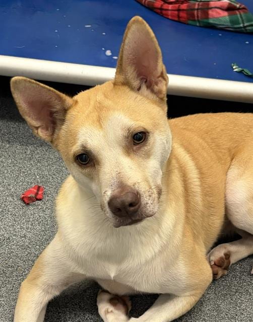 Photo of Rudy, adoptable Mixed Breed