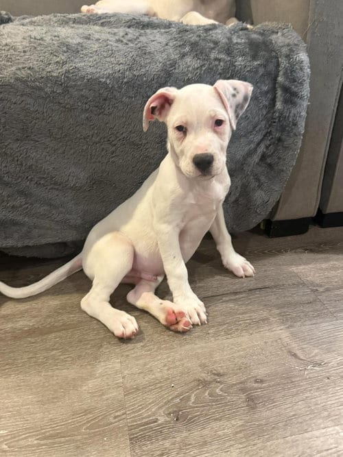 Photo of Huck, adoptable Unknown breed in Holbrook, New York