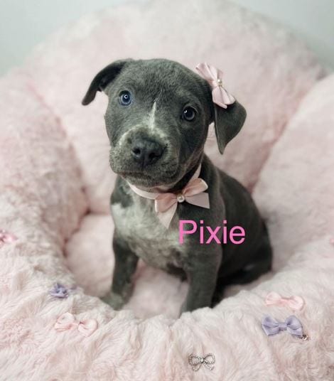 Photo of Pixie, adoptable Pit Bull Terrier in Belleville, Michigan