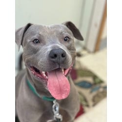 Photo of Jenga, adoptable Terrier (Unknown Type, Medium) in Wantagh, New York