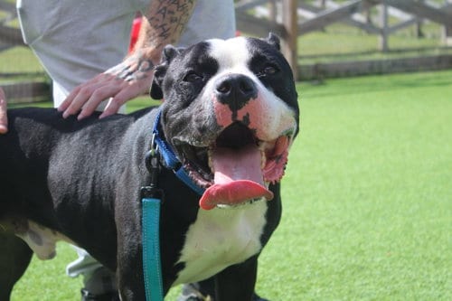 Photo of Boulderface, adoptable American Bulldog in Chestertown, Maryland