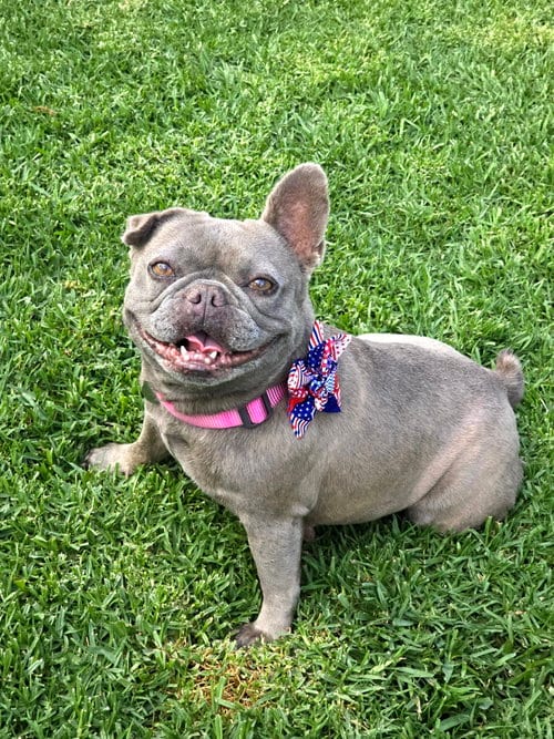 Photo of Dory, adoptable French Bulldog in San Pedro, California