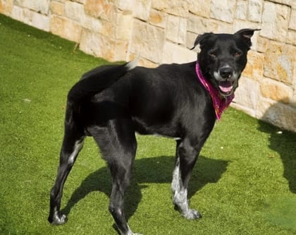 Photo of Jethro, adoptable Retriever, Labrador/Mix