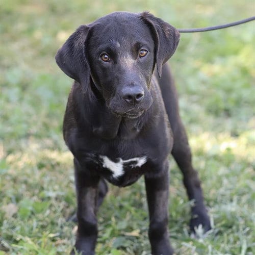 Photo of Dale, adoptable Labrador Retriever in Modesto, California