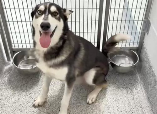 Photo of A662615, adoptable Husky in Houston, Texas