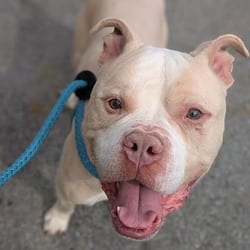 Photo of Bear, adoptable Terrier (Unknown Type, Medium) in Syracuse, New York