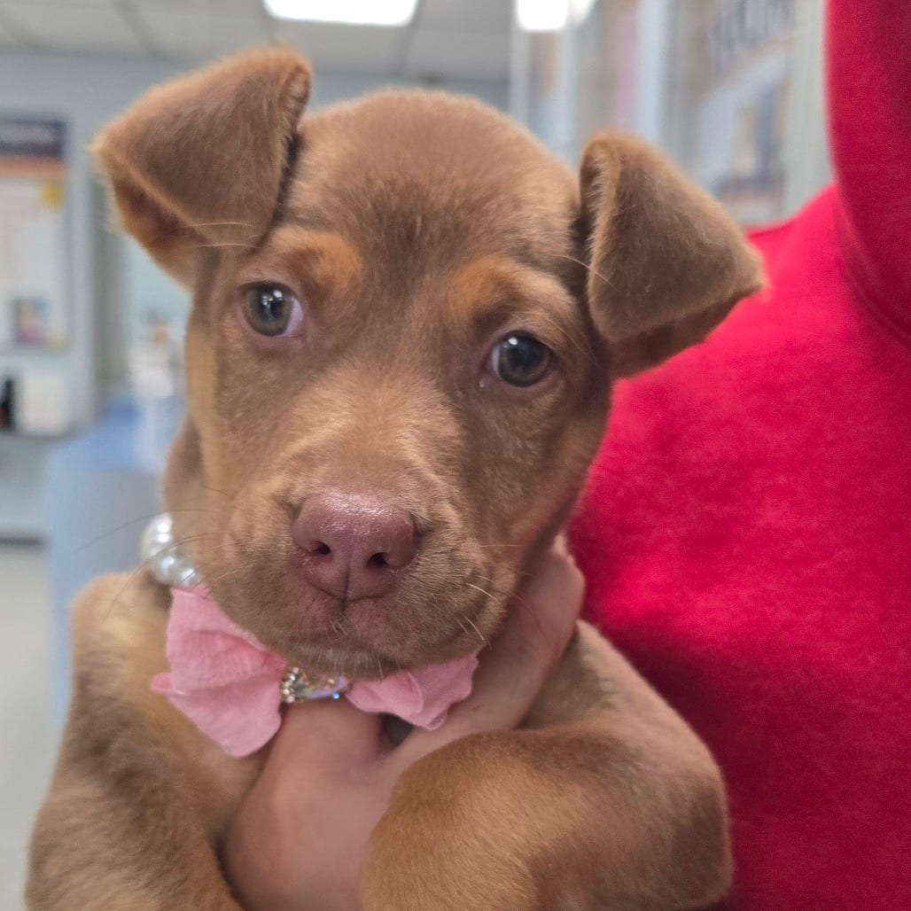 Photo of Minnow, adoptable Shepherd / Retriever in East Hanover, New Jersey