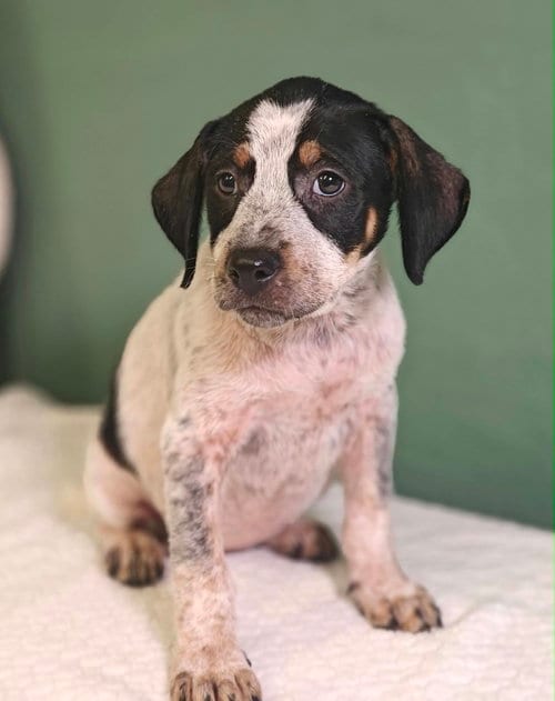 Photo of Popcorn, adoptable Hound in Royal Palm Beach, Florida
