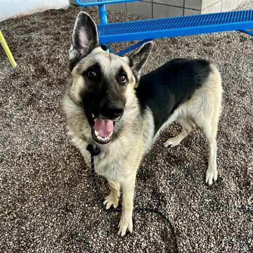Photo of Wilbur, adoptable German Shepherd Dog in Mesa, Arizona