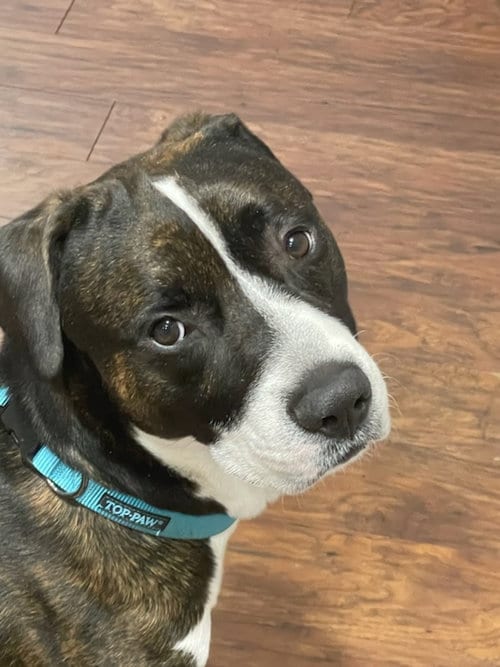 Photo of Zeus, adoptable Boxer in Chandler, Arizona