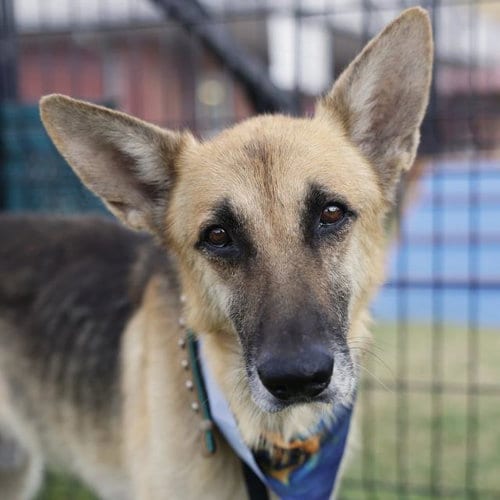 Photo of PO, adoptable German Shepherd Dog in San Antonio, Texas