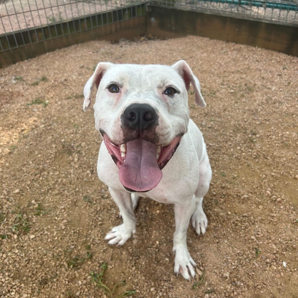 Photo of Mikey, adoptable Terrier, Pit Bull / Mix in Houston, Texas